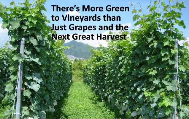 There's More Green to Vineyards than Just Grapes and the Next Great Harvest