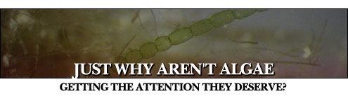 Just Why aren't Algae Getting the Attention they Deserve?