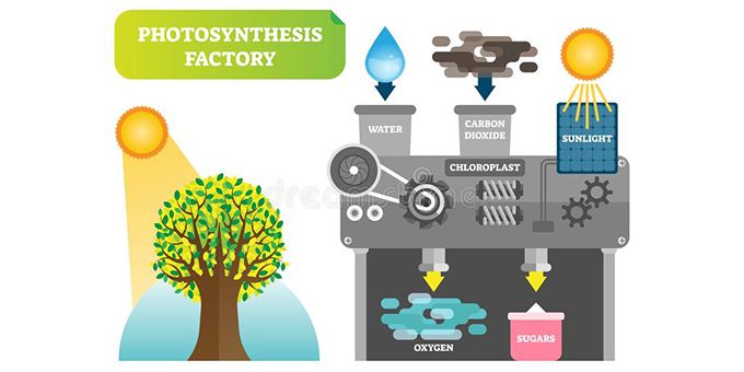 2021 Top Article - Artificial Photosynthesis as a Renewable Energy Source	