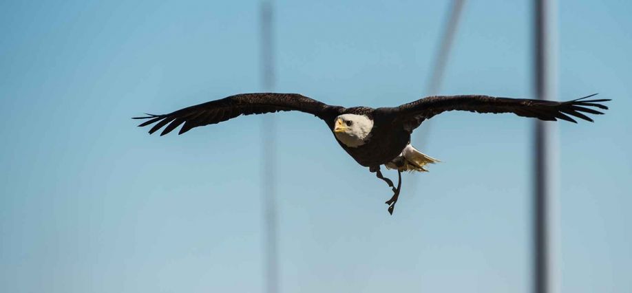 A bald eagle flies through the air in a wind farm. A wind turbine is seen in the background.