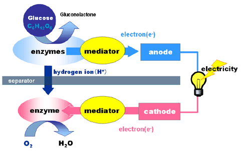 Image result for how does a bio battery work