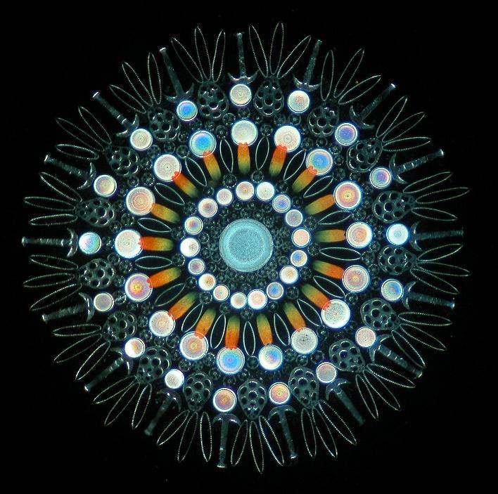 Image result for diatoms